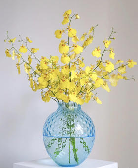 跳舞兰（海南基地）