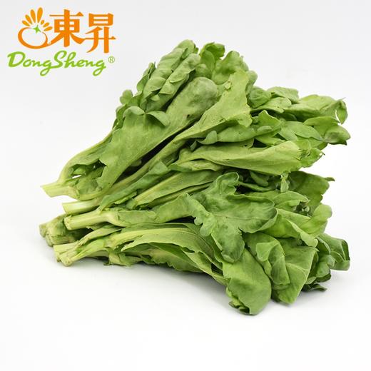 东升有机茼蒿苗 菊花菜 鹅菜 塘蒿 250g  广州供港新鲜蔬菜配送 商品图4