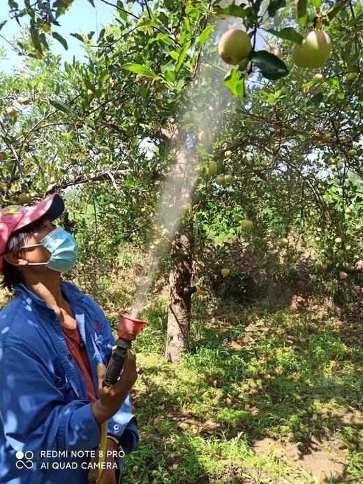 酵素农耕种植红富士苹果、脆甜汁多、 8斤/箱、顺丰包邮 // 军丽农庄 商品图3
