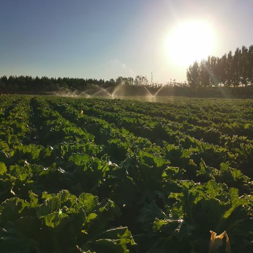 无可替代的大白菜 百菜不如白菜，平淡才是答案 大贺农场生态大白菜 商品图6