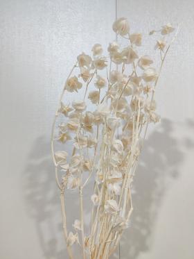 【干花】灯笼果 白色 扎