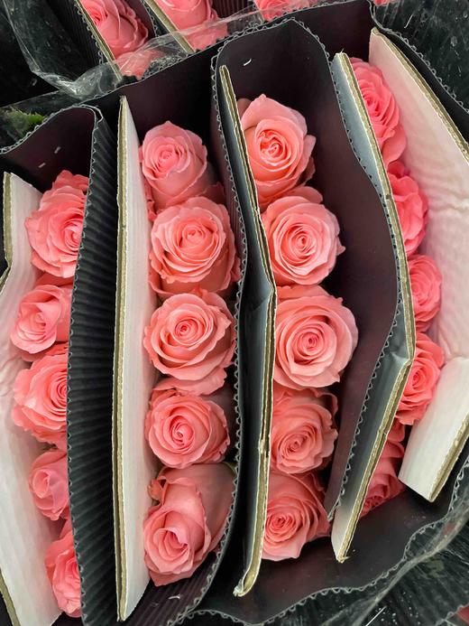 【秒杀福利】南粤推荐-戴安娜  20支/扎 商品图8