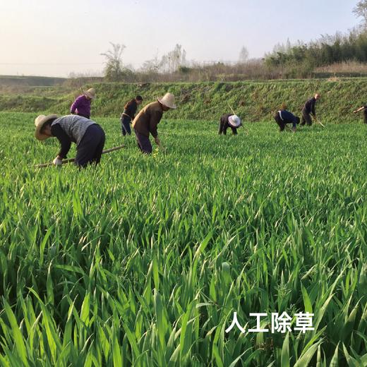 [屁侠推荐]谦益香畴 原麦胚芽面条 宽面条/细面条可选 麦香悠长 500g/袋 商品图3
