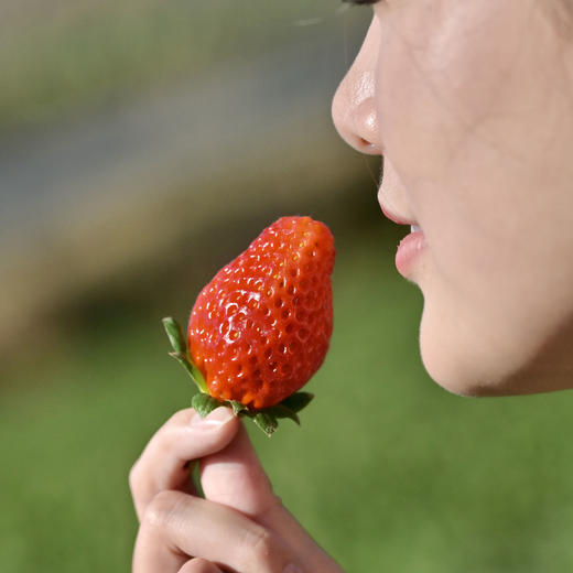 四川攀枝花露天冬草莓  香甜多汁  不打膨大剂不打催红素，自然成熟  顺丰直达！ 商品图2
