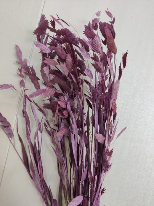 【干花】小盼草 多色可选  扎 商品图5