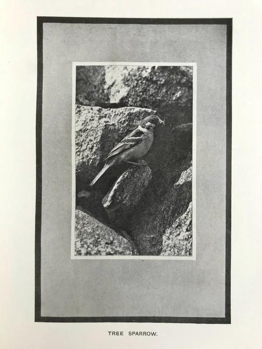 含藏书票！1904年 基尔顿《知更鸟历险记》 120余幅插图 漆布精装32开 商品图6