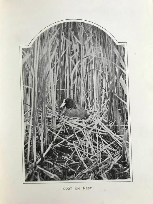 含藏书票！1904年 基尔顿《知更鸟历险记》 120余幅插图 漆布精装32开 商品图12