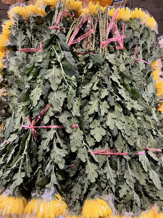 【寄托】菊花 大黄菊 10支/扎 商品图6