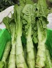 新鲜蔬菜套餐  可选组合装12斤以上 商品缩略图3