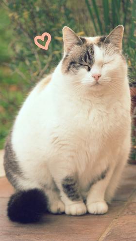 Nice Pet超级肥猫猫洗护另加（>6KG以上）