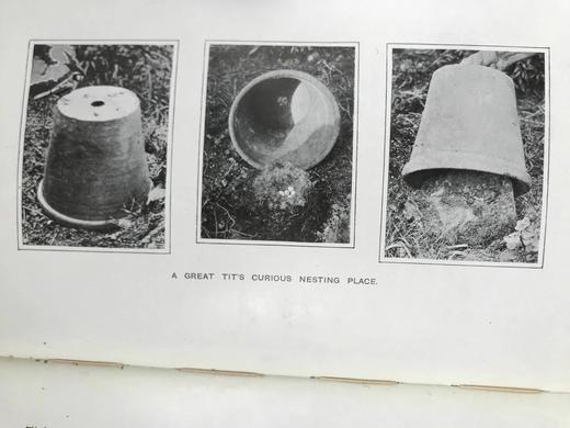 含藏书票！1904年 基尔顿《知更鸟历险记》 120余幅插图 漆布精装32开 商品图10