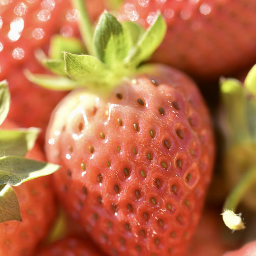 四川攀枝花露天冬草莓  香甜多汁  不打膨大剂不打催红素，自然成熟  顺丰直达！ 商品图3