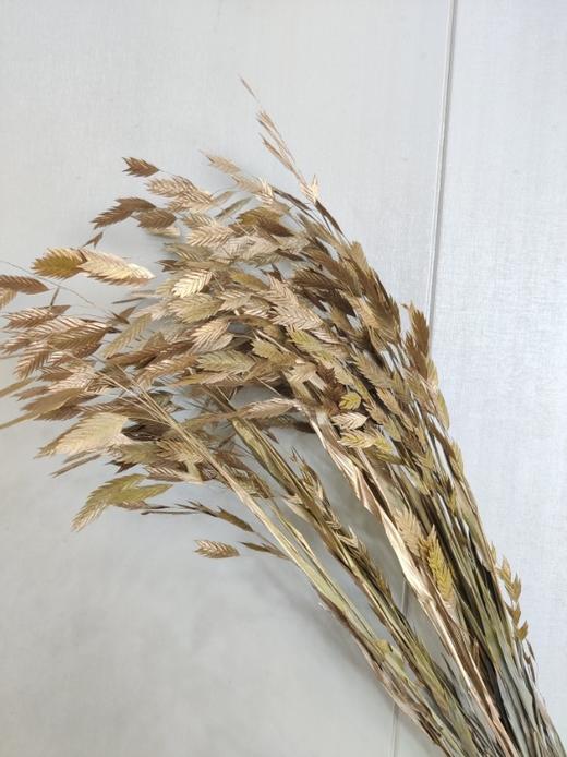 【干花】小盼草 多色可选  扎 商品图1