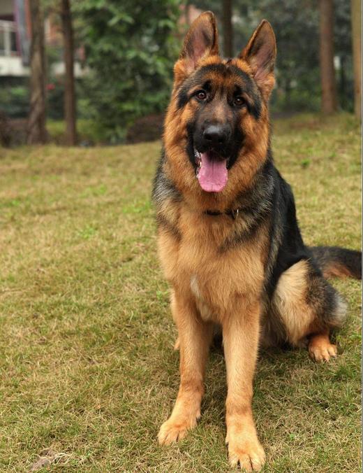 Nice pet  特殊犬种/凶猫 商品图1