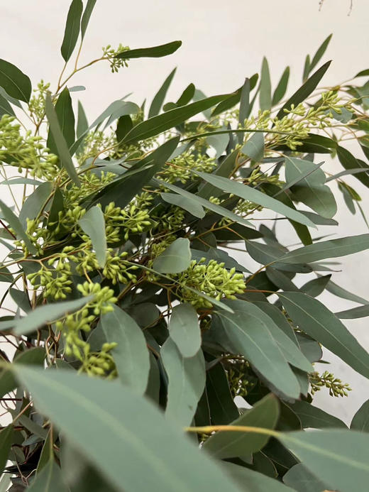 【浓郁的ins风】尤加利（带果）若干枝/扎 商品图8