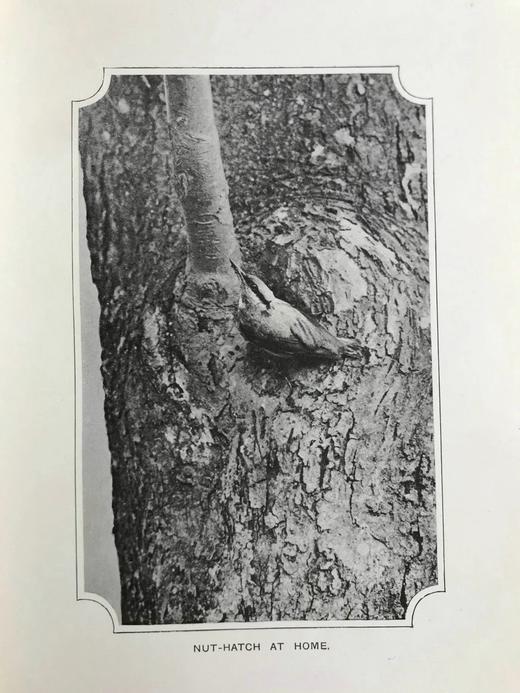 含藏书票！1904年 基尔顿《知更鸟历险记》 120余幅插图 漆布精装32开 商品图14