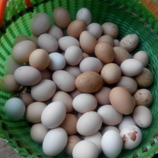 山鸡蛋(红壳的，不含绿壳蛋)，京东快递包邮。拍年卡的，随时可私信沟通每次发货时间及数量，自由安排。