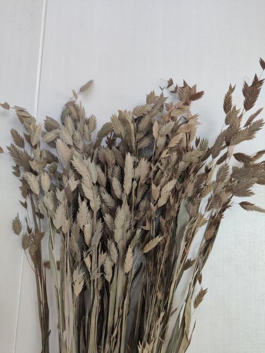 【干花】小盼草 多色可选  扎 商品图6