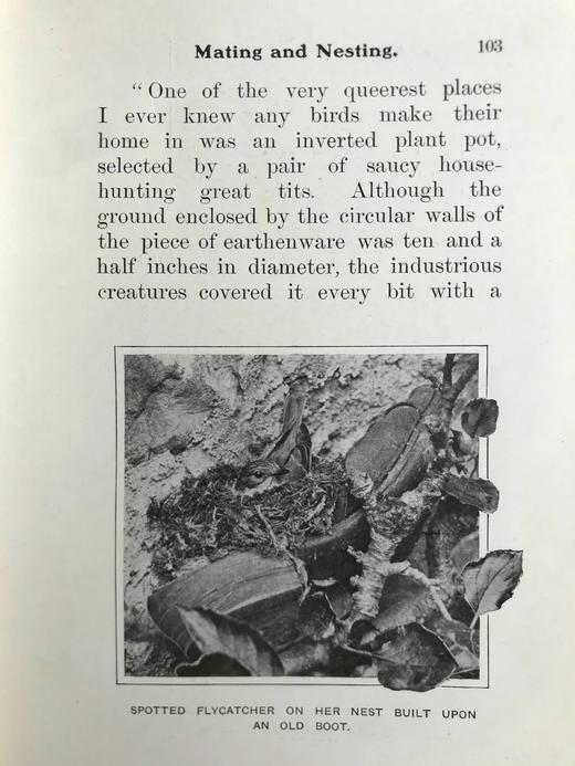 含藏书票！1904年 基尔顿《知更鸟历险记》 120余幅插图 漆布精装32开 商品图11