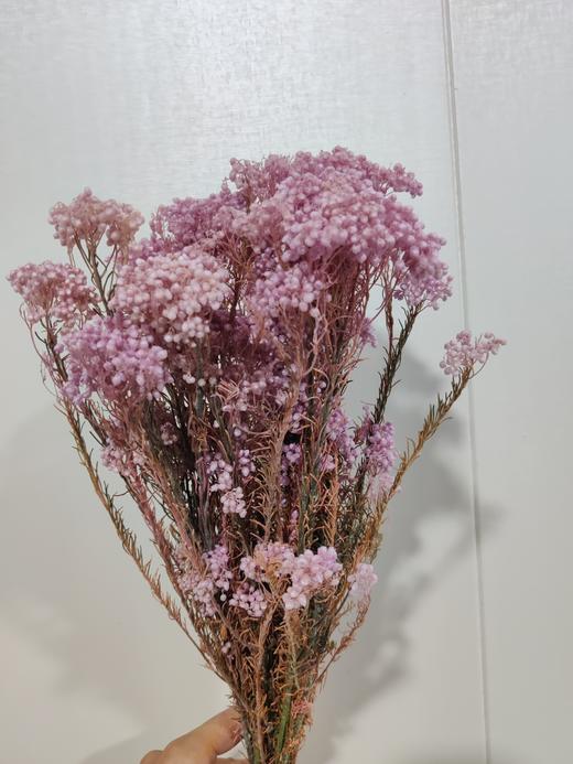 【干花】米花 多色可选 商品图1