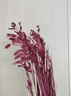 【干花】小盼草 多色可选  扎