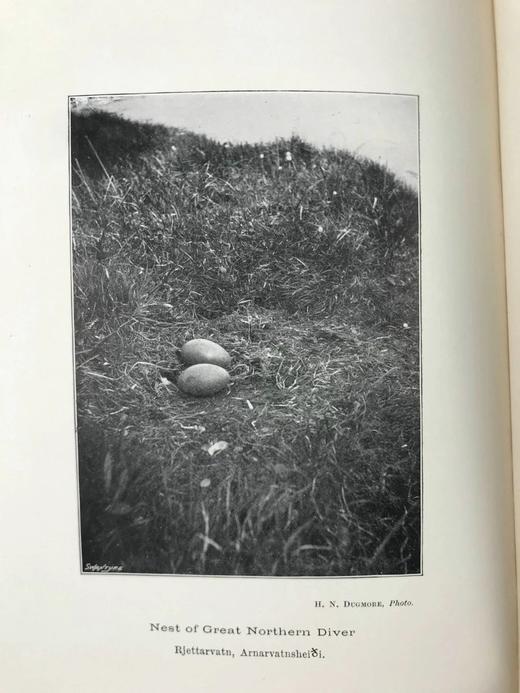 含藏书票！1901年 爱尔兰鸟类手册 3幅插图 漆布精装32开 商品图7