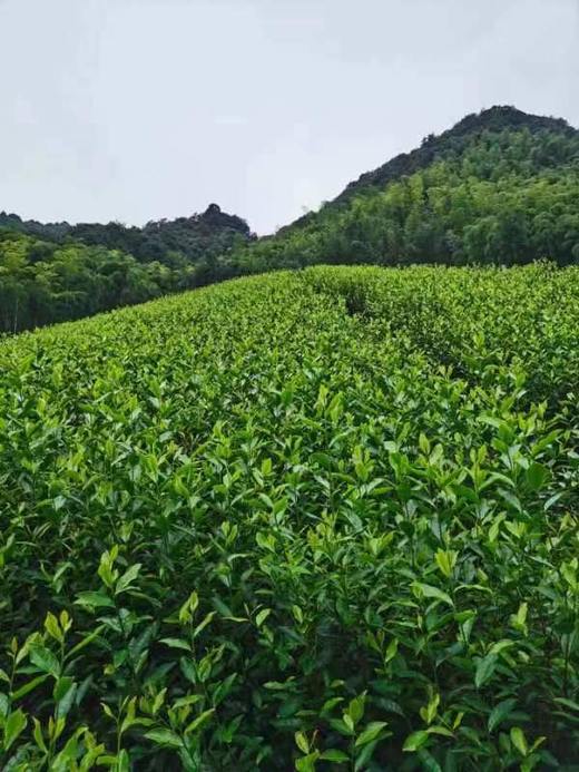 “径心”牌 径山红茶 滋味醇厚 入口甜润 商品图6