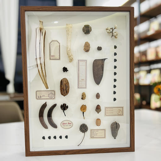 手工种子标本画 商品图0