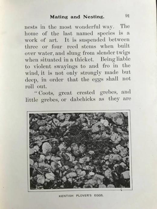 含藏书票！1904年 基尔顿《知更鸟历险记》 120余幅插图 漆布精装32开 商品图13