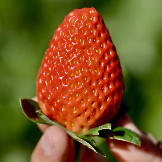 四川攀枝花露天冬草莓  香甜多汁  不打膨大剂不打催红素，自然成熟  顺丰直达！ 商品图0
