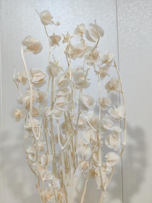【干花】灯笼果 白色 扎 商品图1