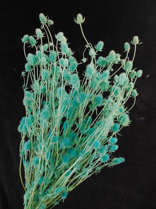 【干花】情人果 多色可选 扎 商品图3