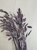 【干花】小盼草 多色可选  扎 商品缩略图3