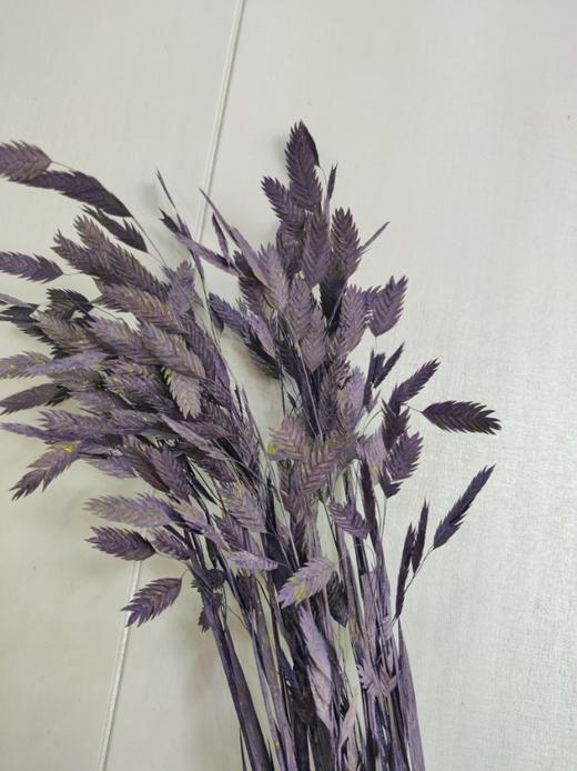 【干花】小盼草 多色可选  扎 商品图3