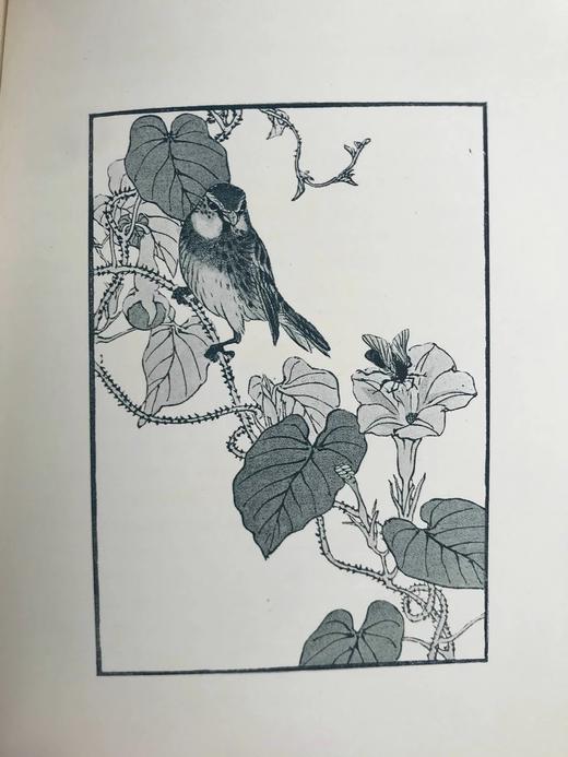 1897年 园艺图鉴 数十幅插图 漆布精装32开 商品图13