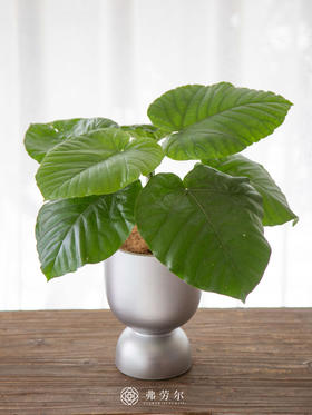银盆-爱心榕