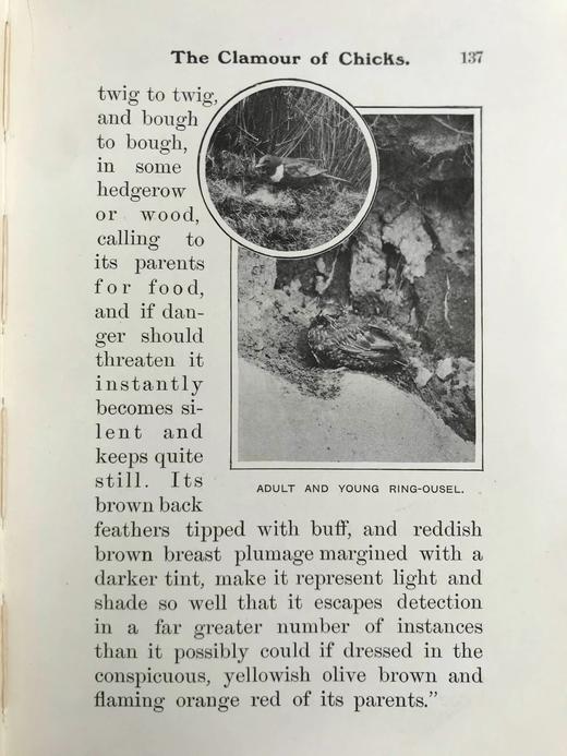 含藏书票！1904年 基尔顿《知更鸟历险记》 120余幅插图 漆布精装32开 商品图7