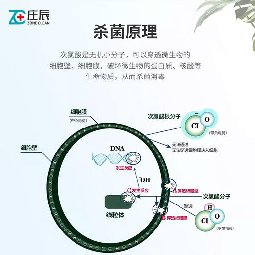 庄辰 随行卫士 30ml 出行消毒喷雾 便携式喷雾 0酒精 飞机高铁均可携带 商品图2