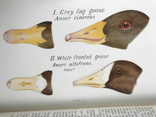 限量500册！含藏书票！1920年 英国鸟类的野外观察 21幅插图 布脊精装16开 商品图8