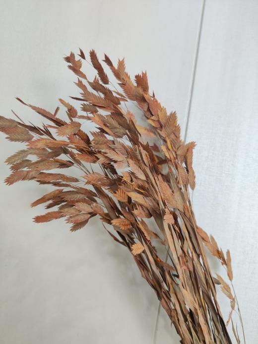 【干花】小盼草 多色可选  扎 商品图2