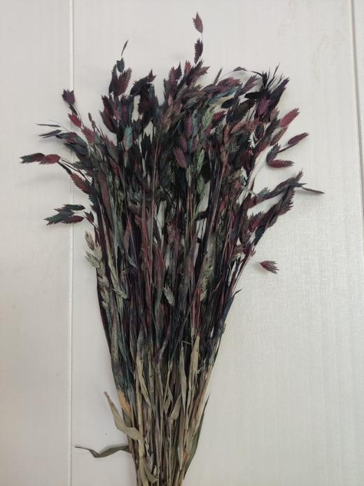 【干花】小盼草 多色可选  扎 商品图7