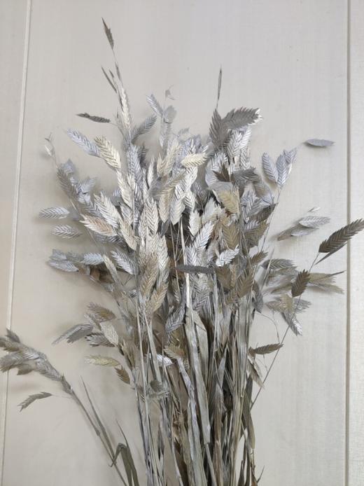 【干花】小盼草 多色可选  扎 商品图4