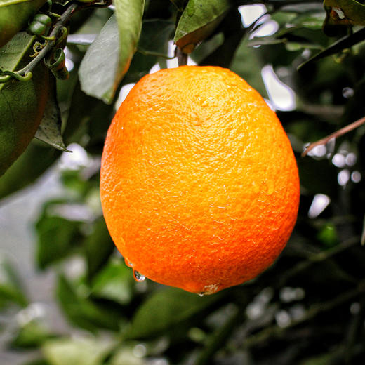 【湖北好物】纽荷尔脐橙 4.5斤/8斤 商品图4