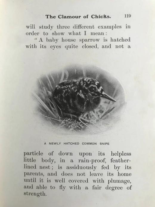 含藏书票！1904年 基尔顿《知更鸟历险记》 120余幅插图 漆布精装32开 商品图9