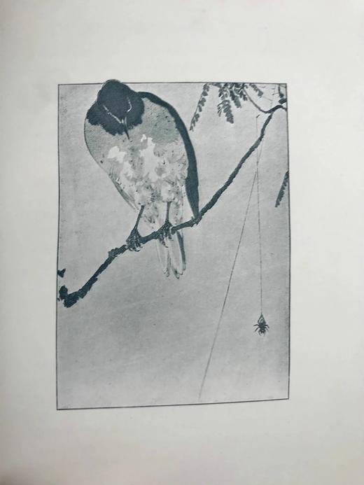 1897年 园艺图鉴 数十幅插图 漆布精装32开 商品图11