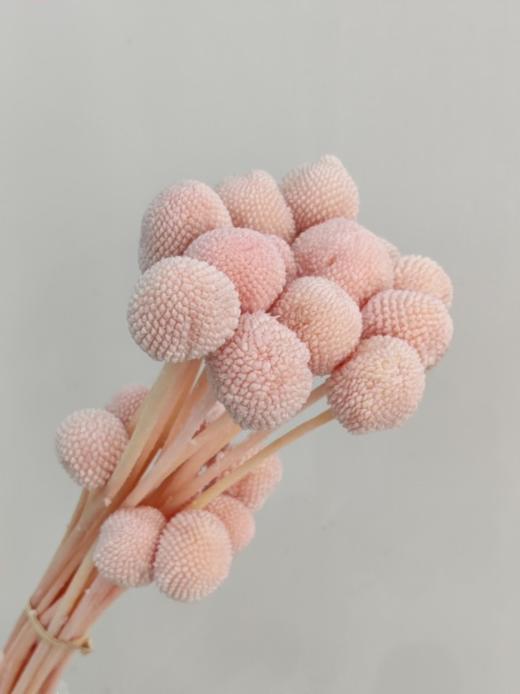 【干花】黄金球 多色可选  20枝 商品图2