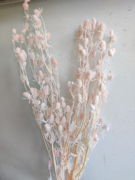 【干花】情人果 多色可选 扎 商品图1