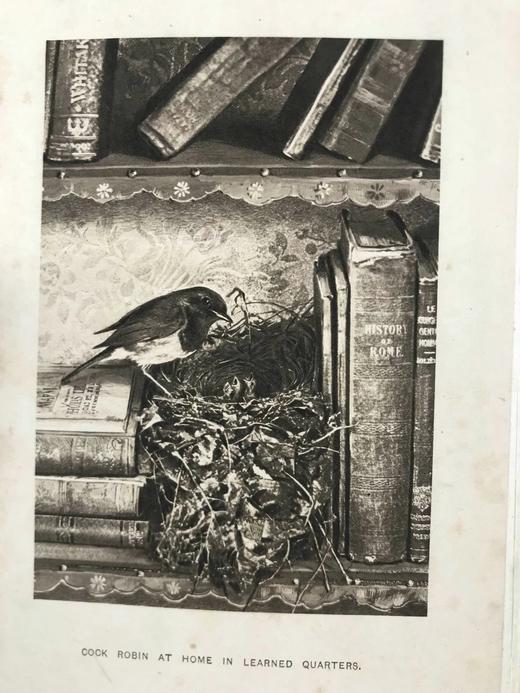 含藏书票！1904年 基尔顿《知更鸟历险记》 120余幅插图 漆布精装32开 商品图3