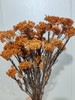【干花】米花 多色可选 商品缩略图2