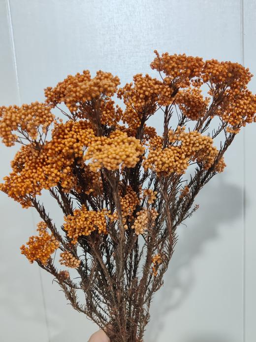 【干花】米花 多色可选 商品图2